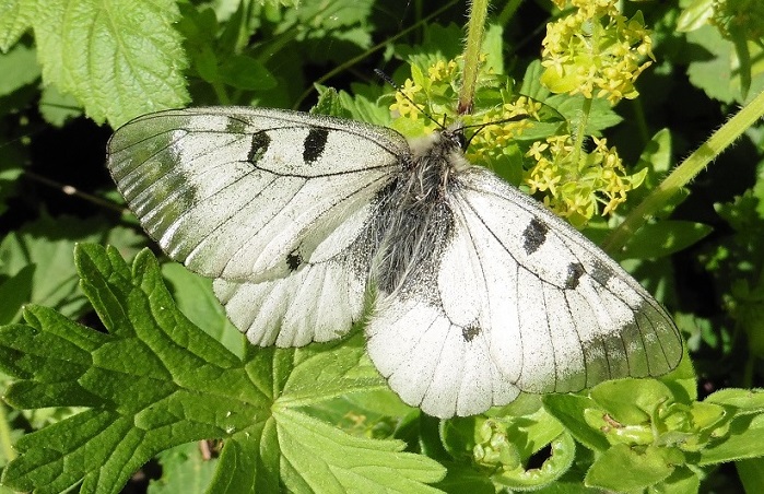 Parnassius mnemosyne